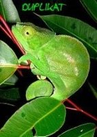 Fotografia